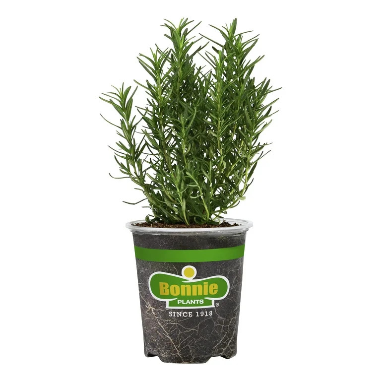 Bonnie Plants Rosemary 19.3 oz. | Walmart (US)