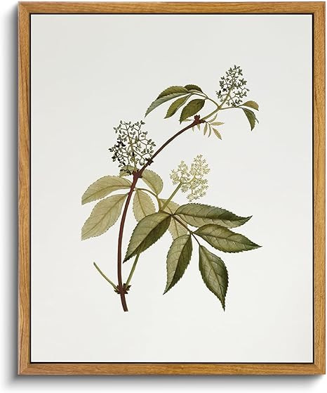 VIYYIEA Vintage Framed Canvas Wall Art Prints, Sambucus Racemosa Botanical Plant Bathroom Art Pai... | Amazon (US)