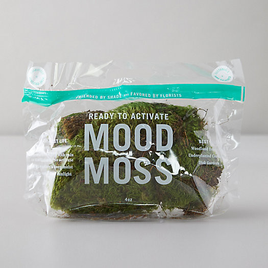 Preserved Mood Moss | Terrain