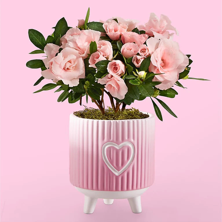 XOXO Rosalea | Proflowers