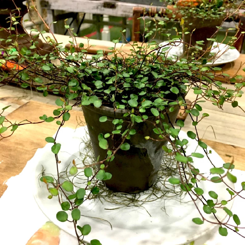 Live Plants-Angel Vine  Plant | Etsy (Global)