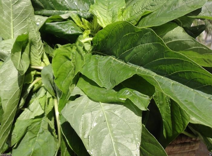 300 Jamaican CALLALOO SEEDS (Edible Amaranth) Real Jamaican Organic Heirloom | Amazon (US)