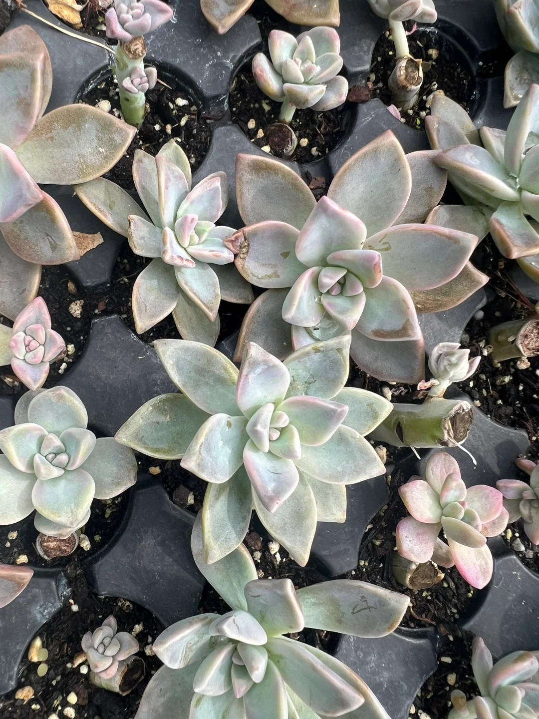 Ghost Succulent Cuttings Not Rooted Read Item Description for - Etsy | Etsy (US)