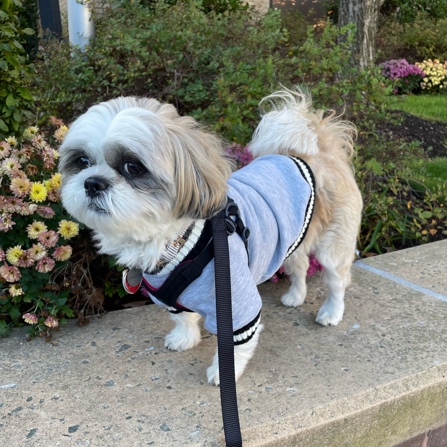 Ralphie wears size S in the gray sweatshirt. He is a 15 pound Shih Tzu. 

#LTKbaby #LTKkids #LTKunder50