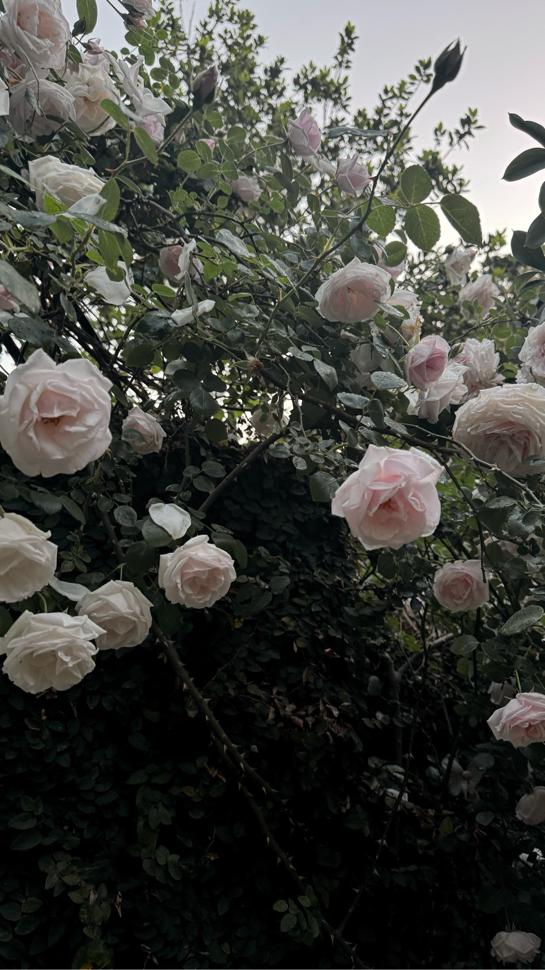 Get this for your roses! 

#LTKdayinmylife #LTKHome