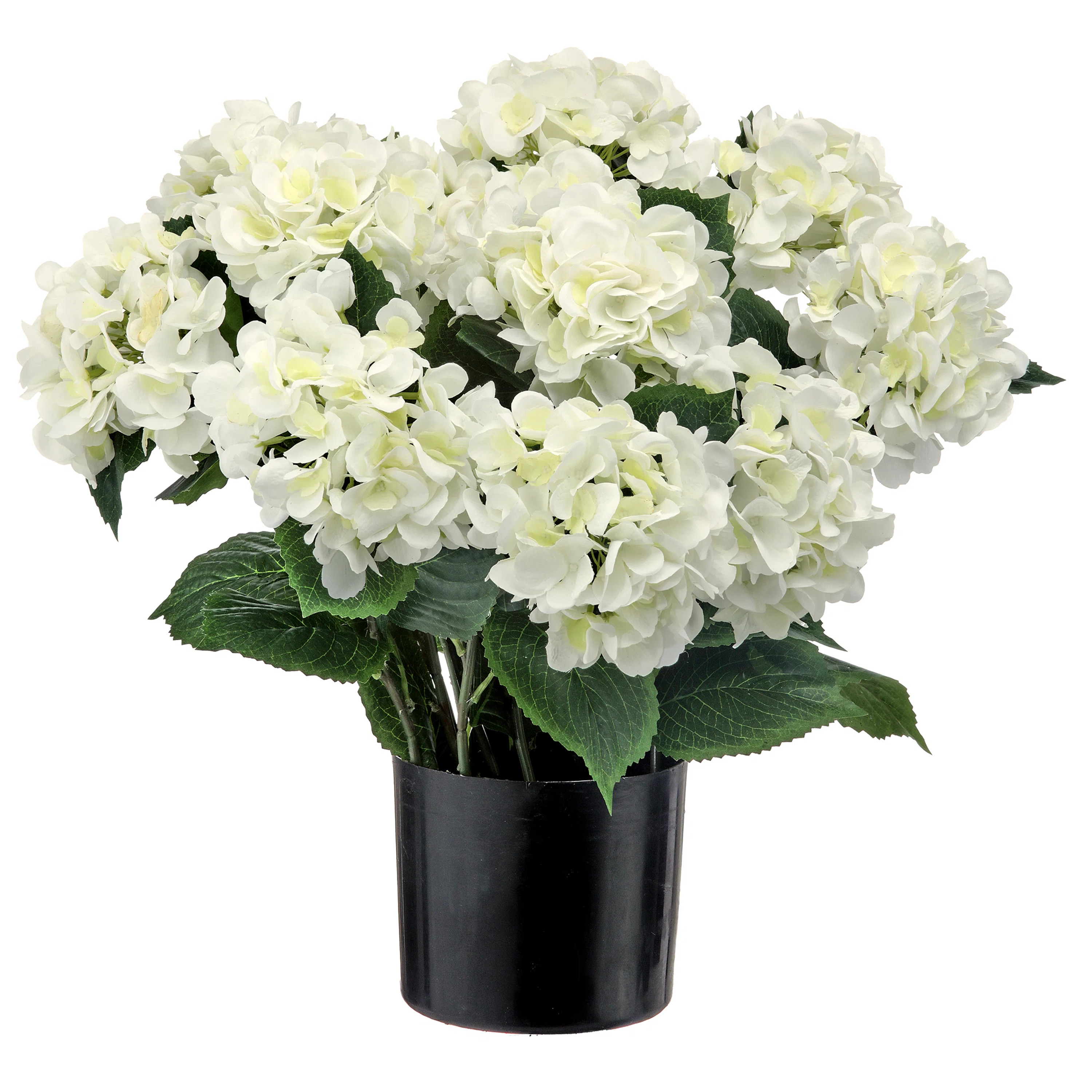 22" Potted Garden Hydrangea | Wayfair North America