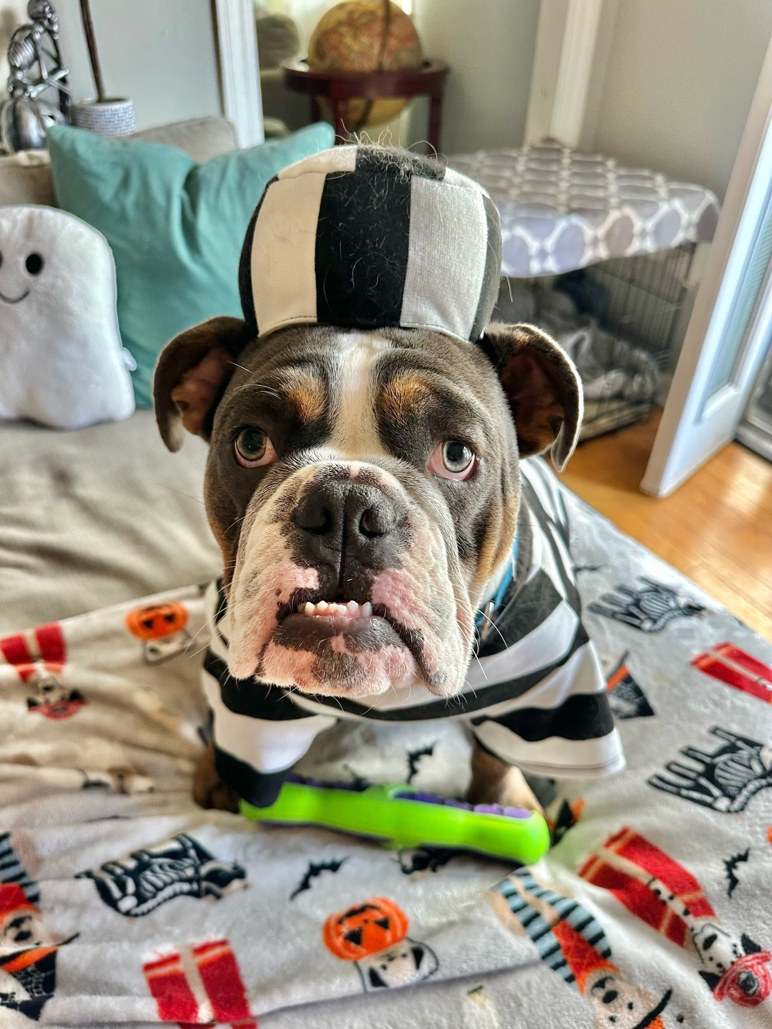 This is a pretty fitting costume for spud. He’s been acting like a little criminal lately.  😂