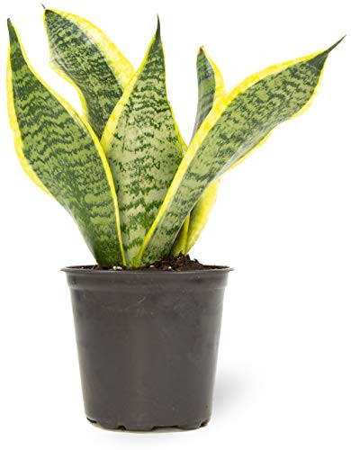 Live Snake Plant, Sansevieria trifasciata Superba, Fully Rooted Indoor House Plant in Pot, Mother in | Amazon (US)