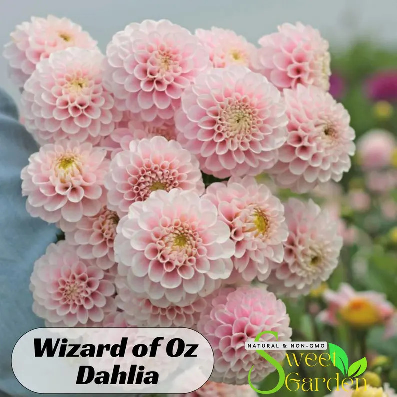 Wizard of Oz Dahlia Perennial Seeds Authentic Seeds Clumping Dahlia Garden Summer Blooming Easy t... | Etsy (US)