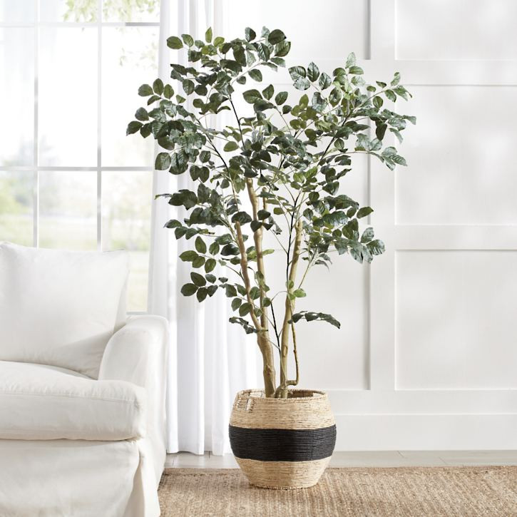 Wild Coffee Panax Tree | Grandin Road