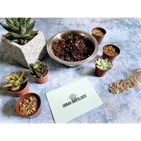 Urban Succulents Grow Your Own Kit | Etsy (UK)