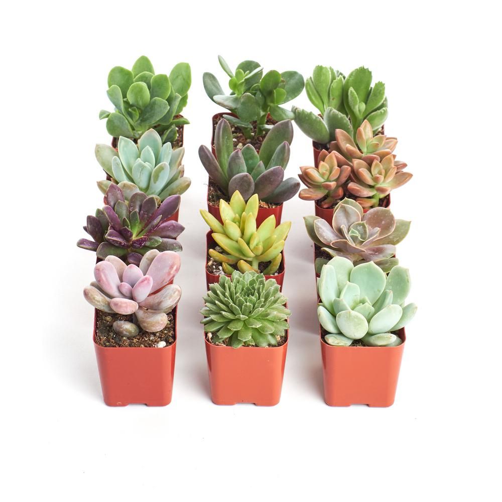 2 in. Unique Succulent (Collection of 12) | The Home Depot