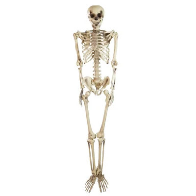 5' Life Size Skeleton Halloween Decoration | Wayfair North America
