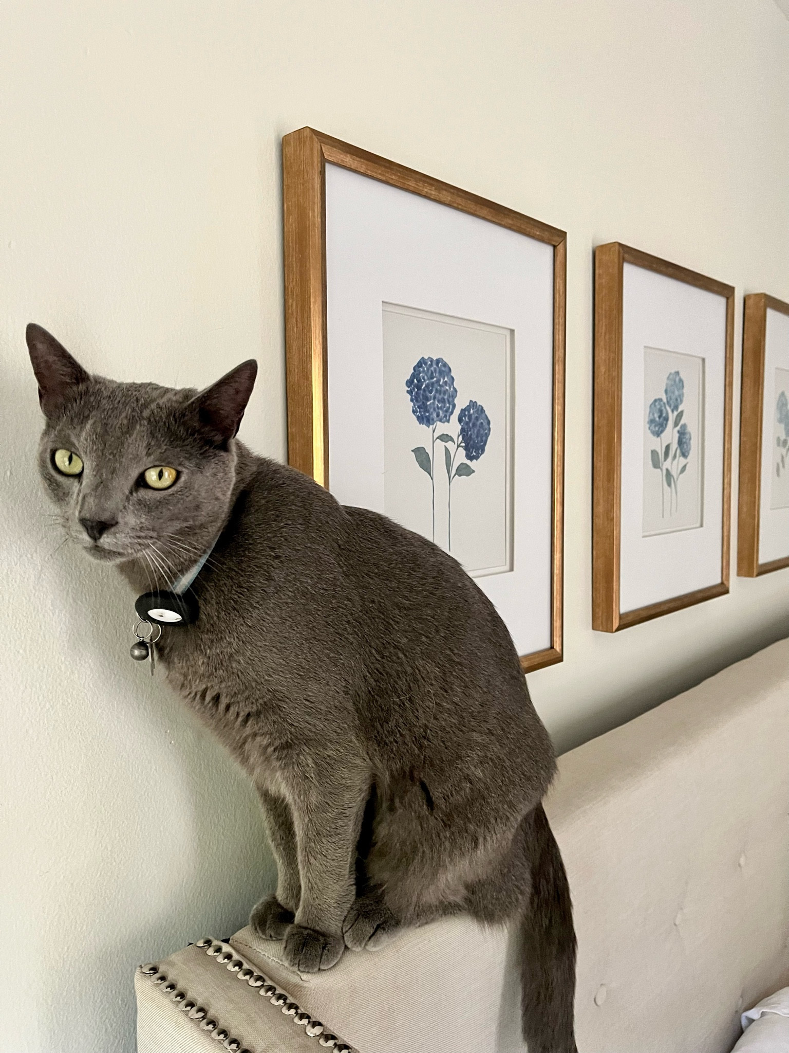 our kitty styling some hydrangea prints i ordered off amazon and put into some gold frames for over the bed. came in a set of 4! watercolor look




blue, art, bedroom, artwork, pictures, home decor, budget, DIY, affordable 

#LTKhome #LTKfindsunder100 #LTKfindsunder50