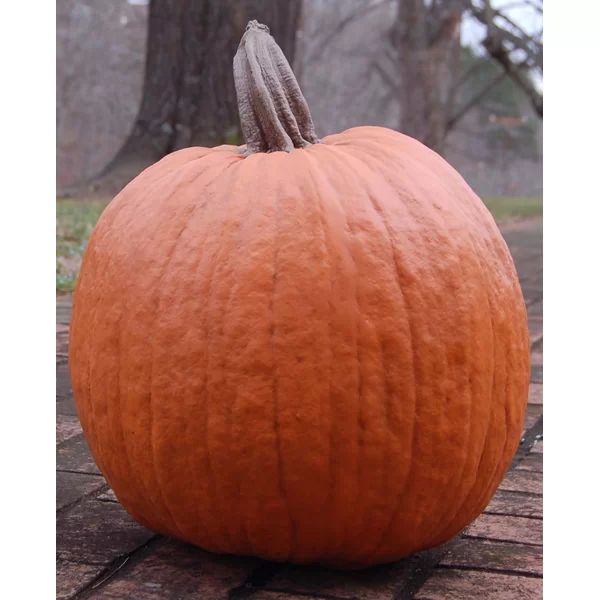 Large Traditional Pumpkin | Wayfair Professional