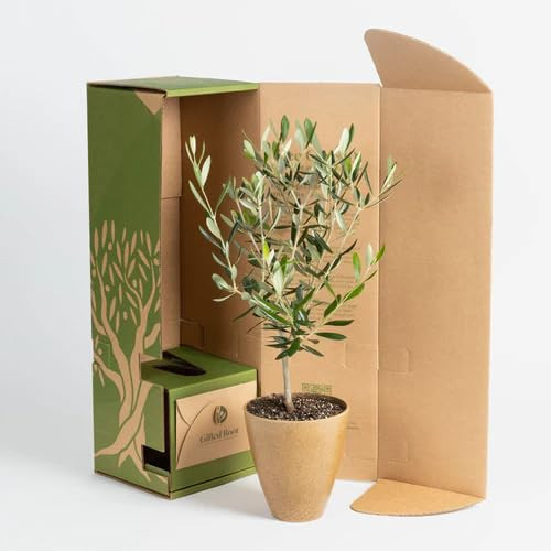 Mediterranean Olive Tree - Vibrant Live Indoor Plant, Air-Purifying & Low Maintenance, Perfect Living Gift for Home or Office | Amazon (US)