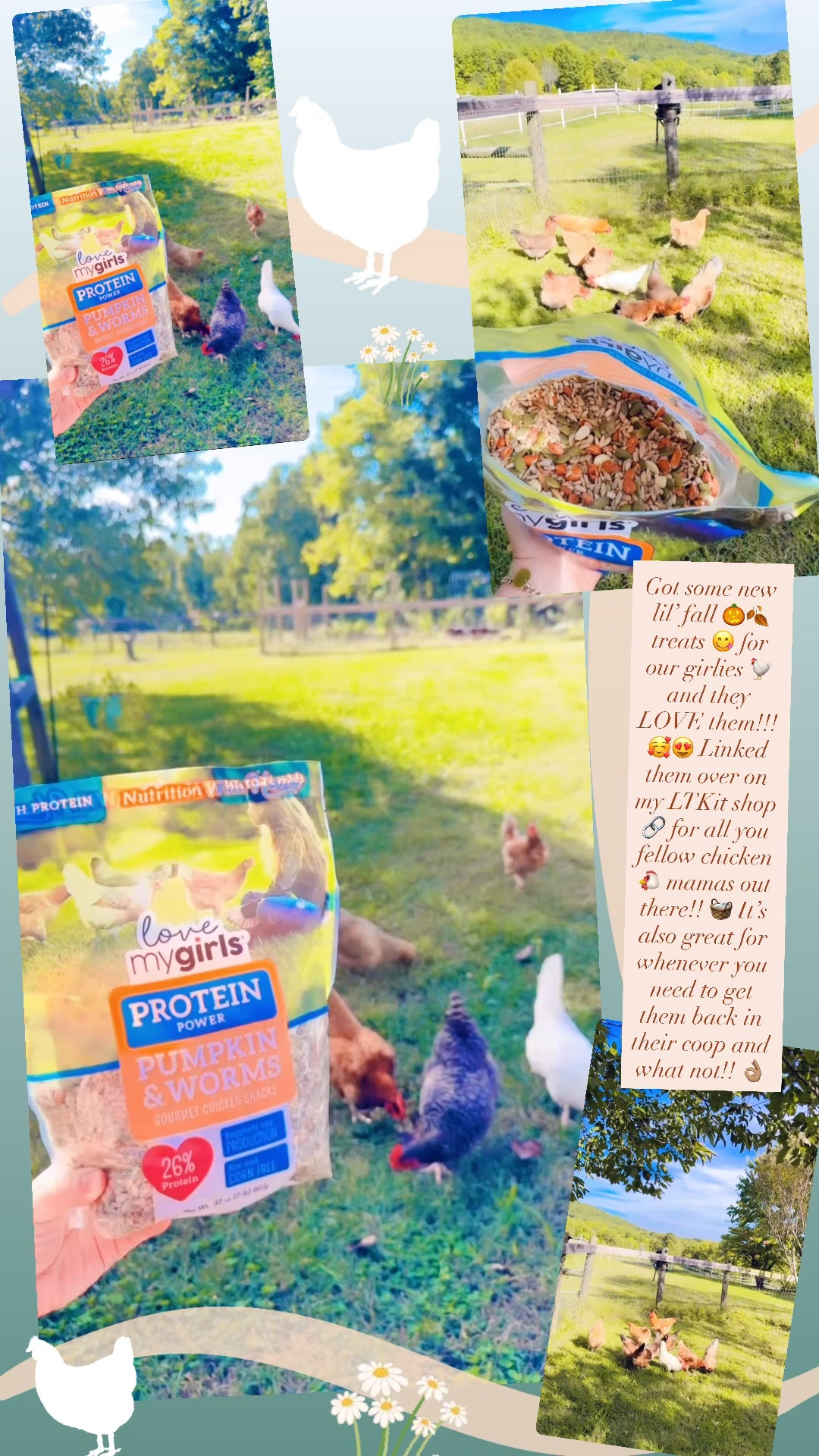 Got some new lil’ fall 🎃🍂 treats 😋 for our girlies 🐓 and they LOVE them!!! 🥰😍 Linked them over on my LTKit shop 🔗 for all you fellow chicken 🐔 mamas out there!! 🧺 It’s also great for whenever you need to get them back in their coop and what not!! 👌🏽