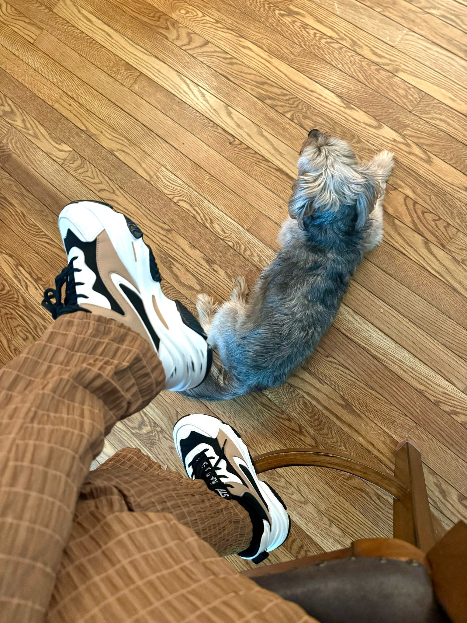 Chip 🐶 & Drip!

#LTKShoeCrush #LTKSeasonal #LTKWorkwear