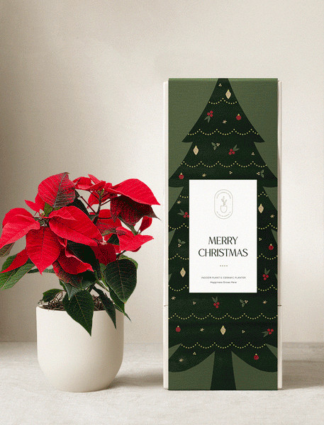 Christmas Plants | Lula's Garden