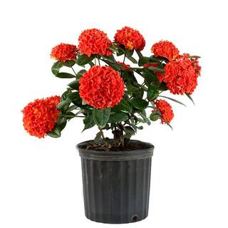 Costa Farms 3 Gal. Ixora Maui Shrub with Red 1.70GIXORMAURED - The Home Depot | The Home Depot