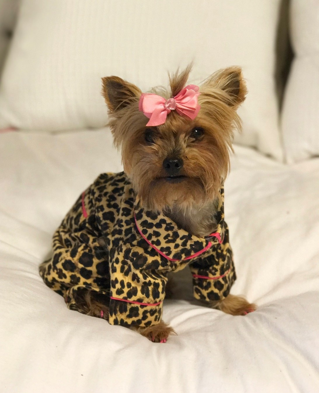 Missing my sweet baby Lola today. The last few years she had a lot of digestion issues, 🤮 and her 💩 looked like black tar. I’d rush her to the Vet. Pay $1000. And the outcome was always the same. Sprinkle probiotics on her food.  This is what the vet gave her. Highly recommend being proactive and giving this to your dogs

#LTKstorytime #LTKmorningroutine #LTKdayinmylife