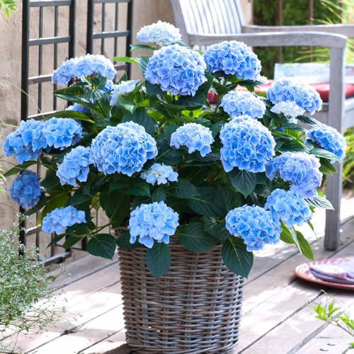 Hydrangea Live Plant, 6-12 Inch Tall, Hardy Flowering Shrub in 2.5" Pot, Outdoor Garden Hydrangea Bush (Blue Hydrangea) | Amazon (US)