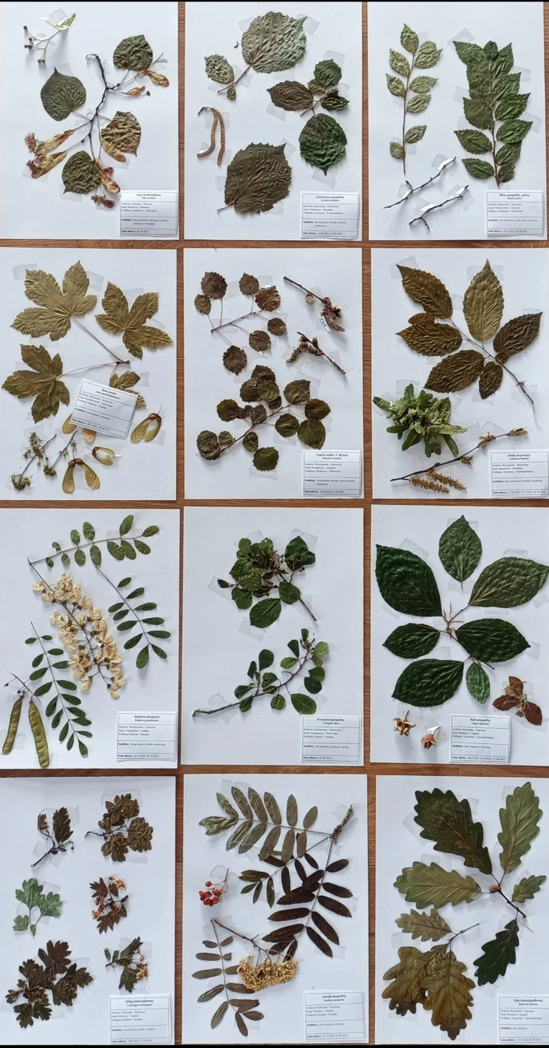 40 Species Medicine European Plants Herbarium - Etsy | Etsy (US)