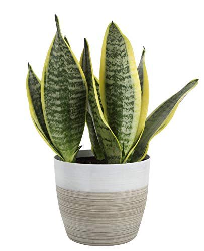 Costa Farms Snake, Sansevieria White-Natural Decor Planter Live Indoor Plant, 12-Inches Tall, Gro... | Amazon (US)