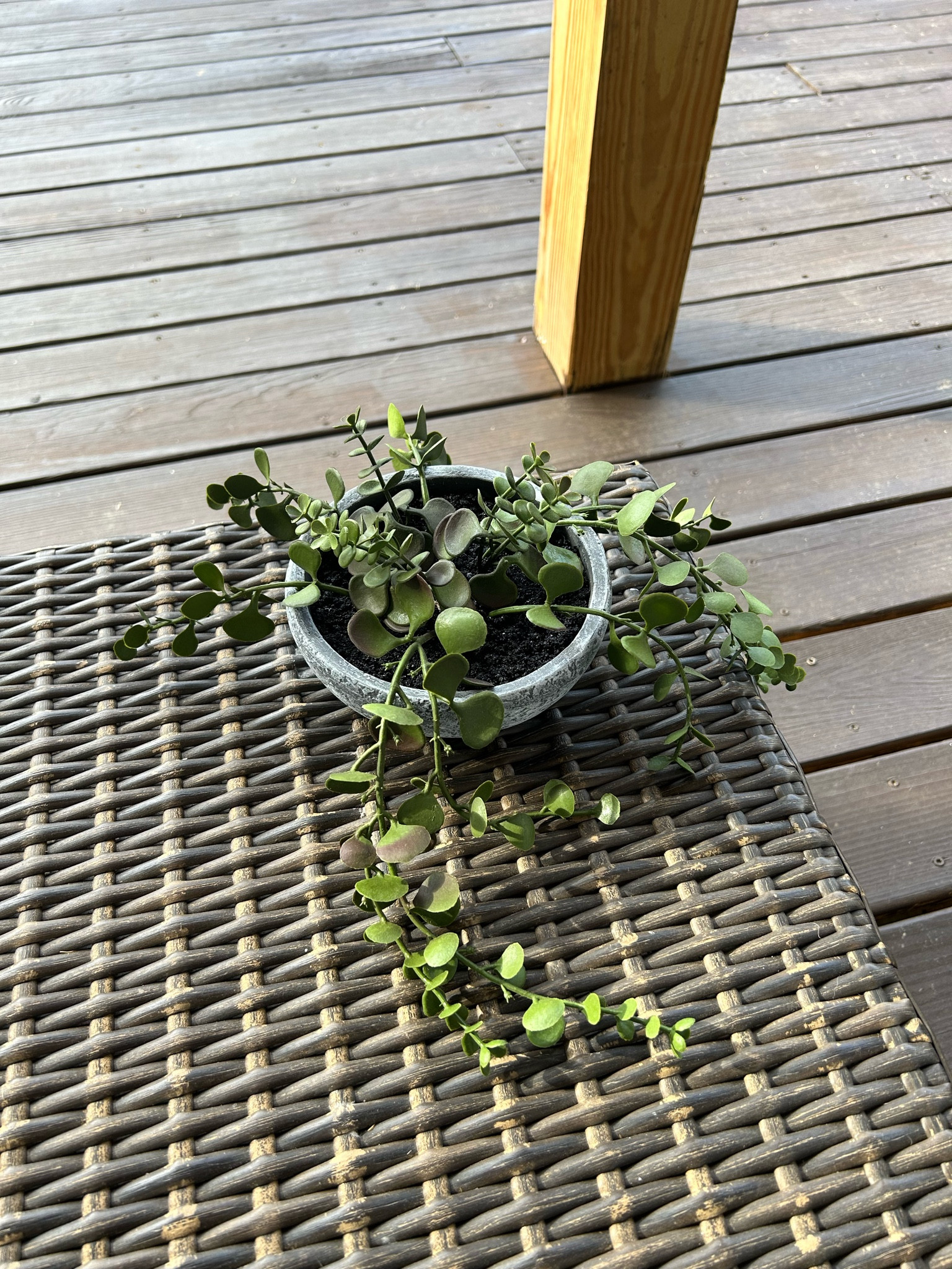 This plant from Target is so pretty and looks so real! Highly recommend. 

#LTKhome