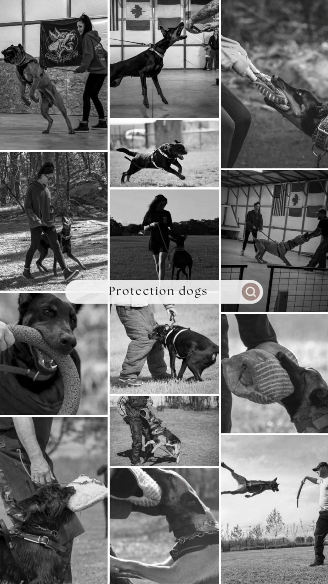 ‘Hey siri, show me protection dogs’ — tagged are all bite pillows and introductory level equipment + agitation harnesses, leather leashes & biothane 

#LTKPets