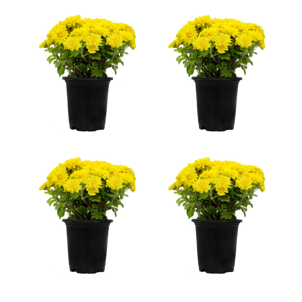Expert Gardener 1 Quart Yellow Mum Live Plants (4 Pack) with Grower Pots | Walmart (US)