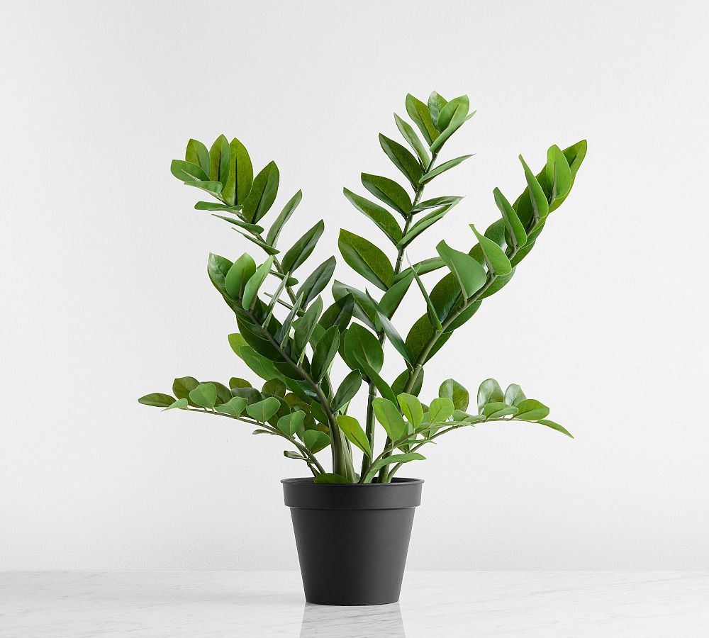 Faux Potted ZZ Plant | Pottery Barn (US)