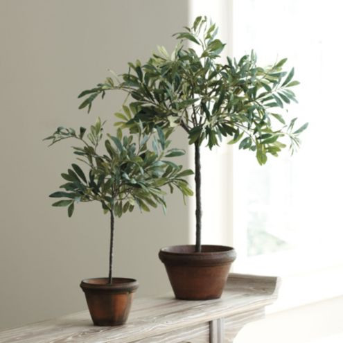 Olive Topiary | Ballard Designs | Ballard Designs, Inc.