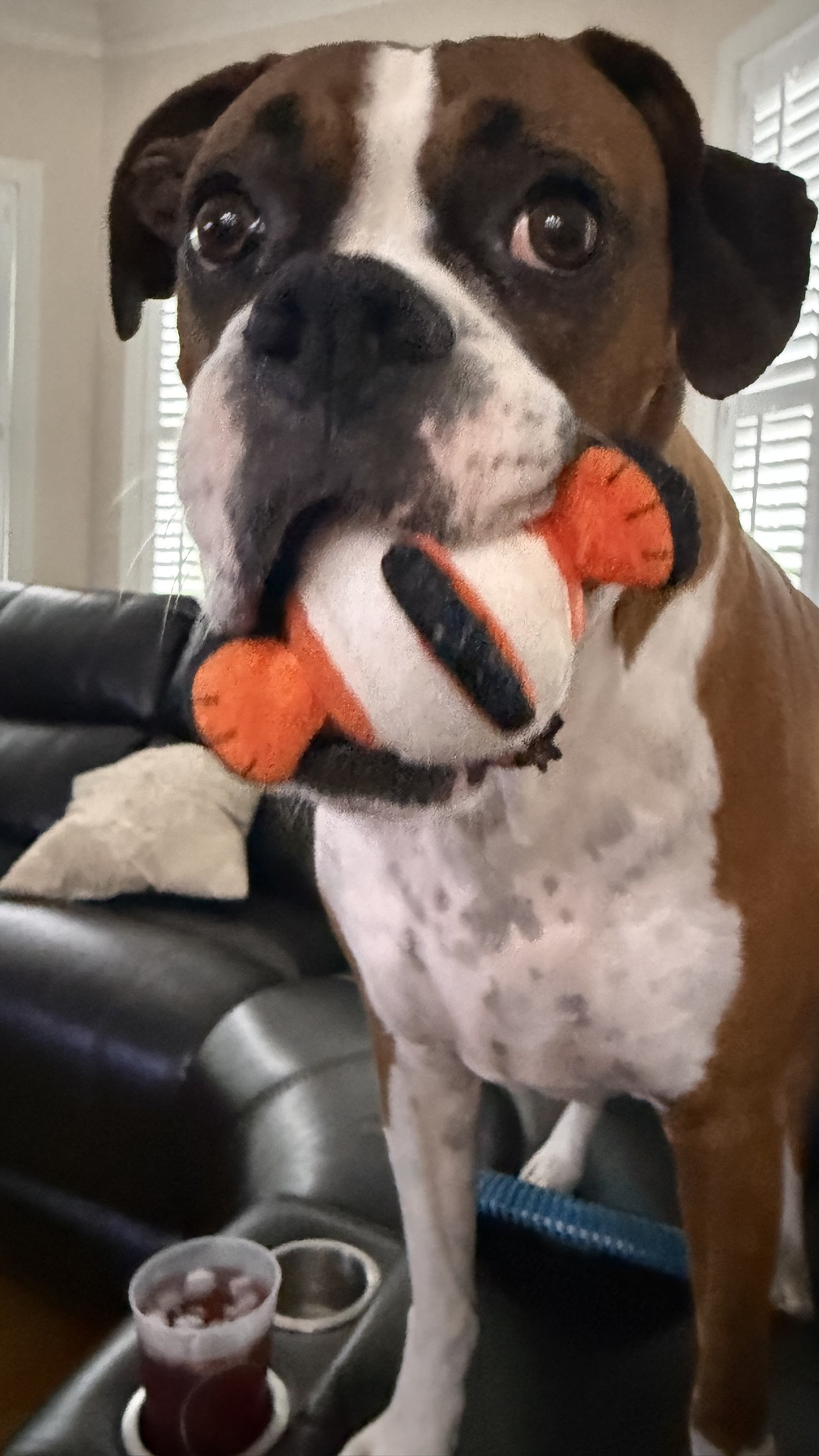 My boxer, Bruno, loves his new @Chewy  Frisco Coastal Clownfish Fetch ball!!!!  He loves getting toys in the mail!!!!

#LTKActive #LTKdayinmylife #LTKKids