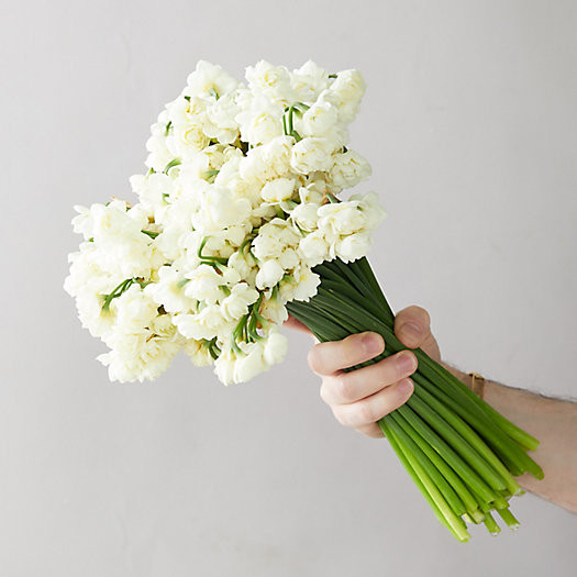 Fresh Narcissus Cheerful Bunch | Terrain