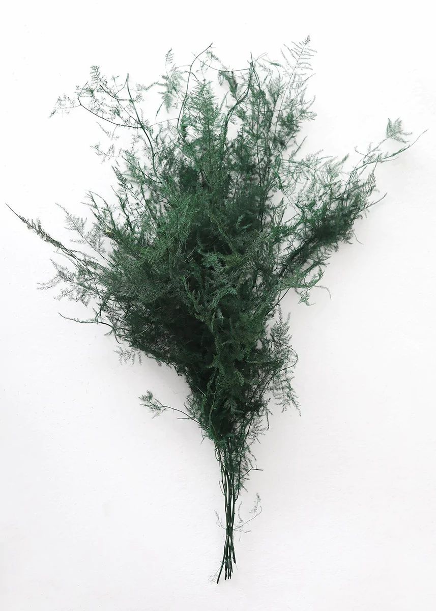 Preserved Greenery Asparagus Fern - 22-34 | Afloral