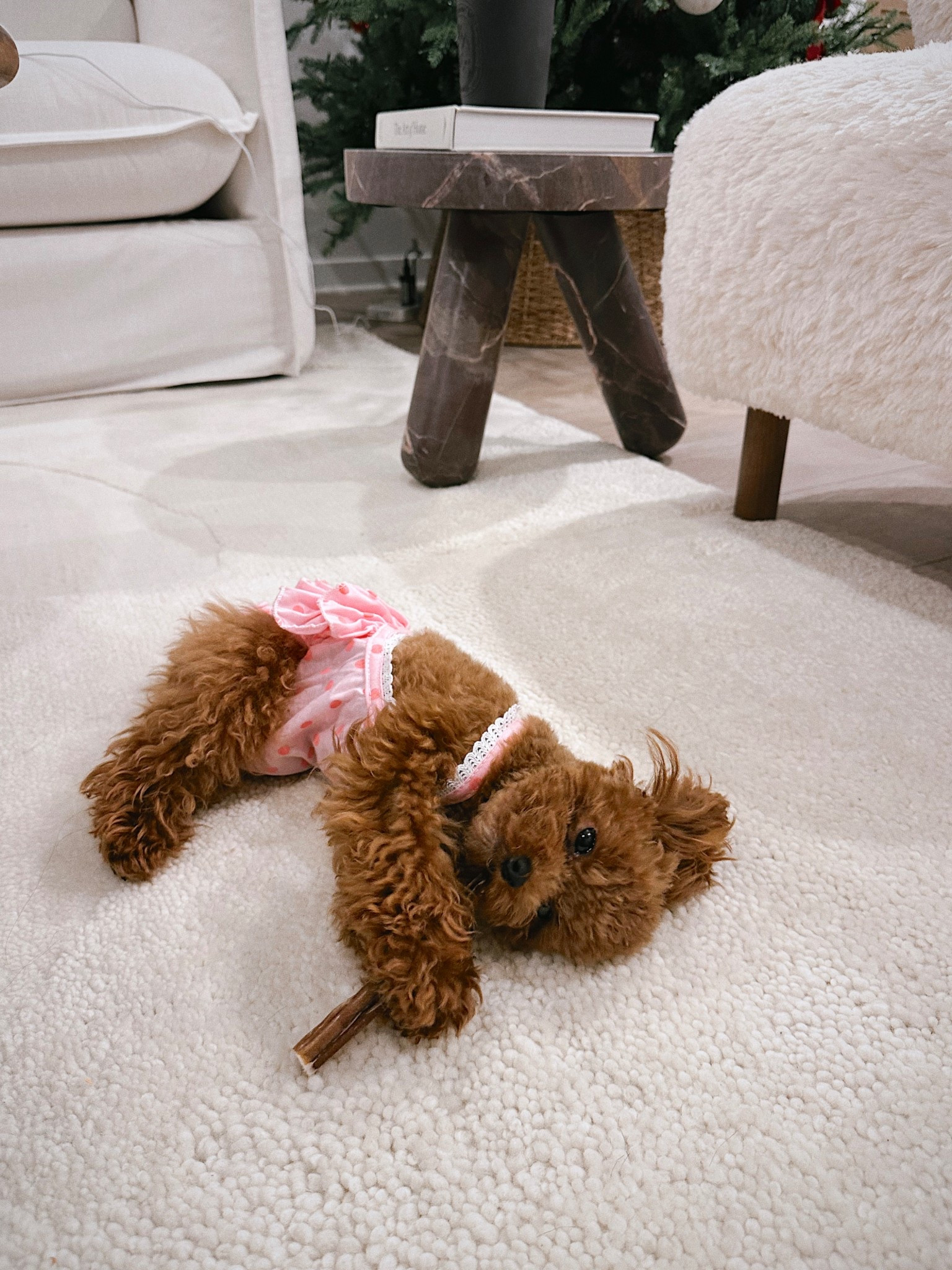 Washable dog diapers for your girly in heat ✨🎀

#LTKBaby #LTKootd #LTKmomlife