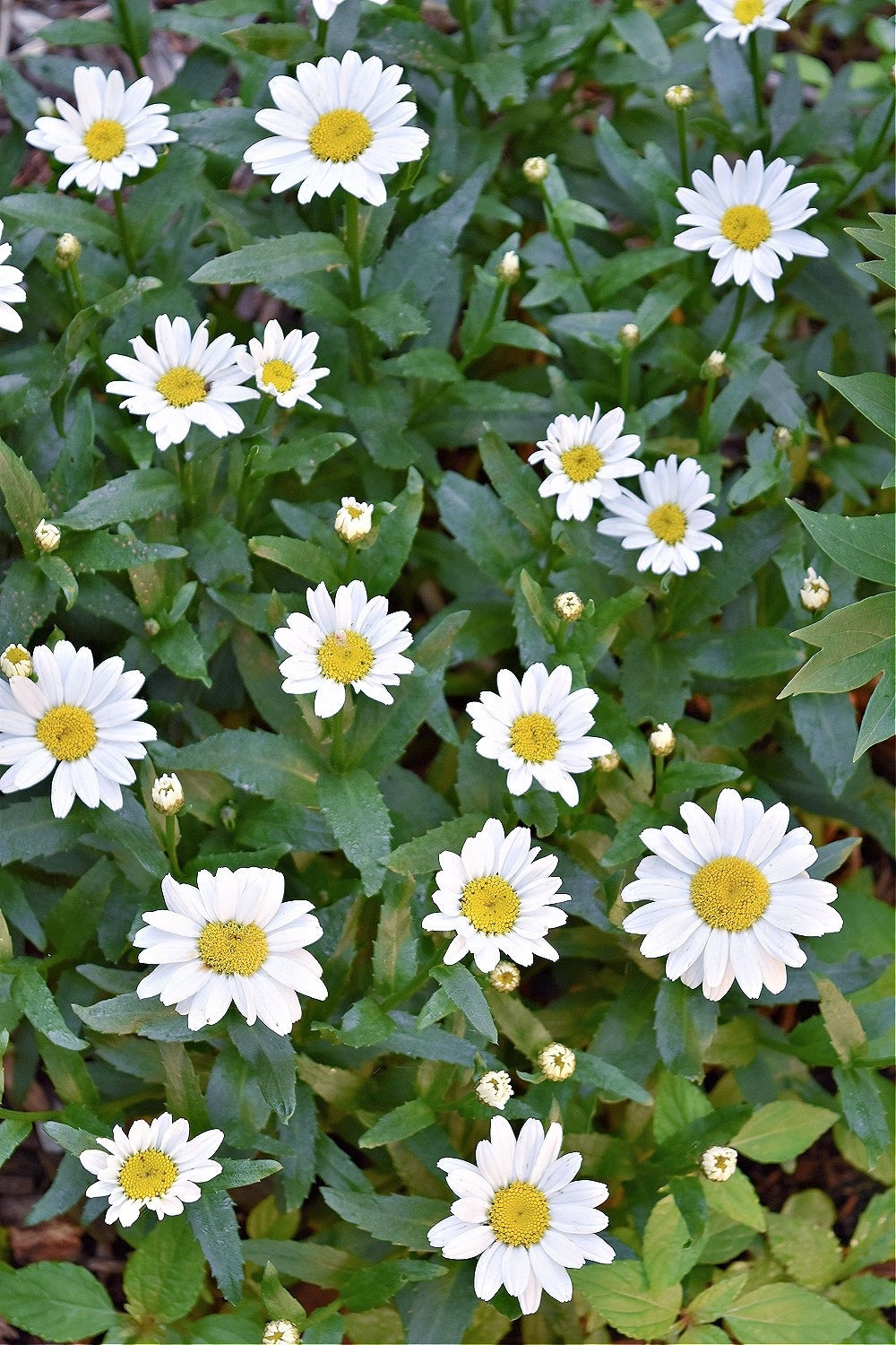 The daisies are popping, and I’m obsessed with all things daisies. Aren’t they just the perfect happy summertime flower?
Here are some ways to include daisies into your every day. 

#LTKSeasonal #LTKHome