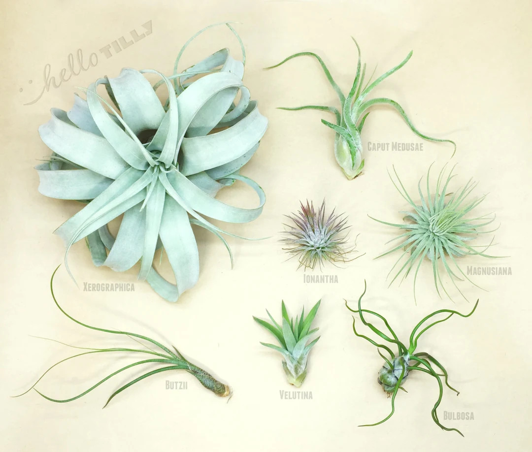 Tillandsia Starter Pack  Air Plants  Hello Tilly Airplants - Etsy | Etsy (US)