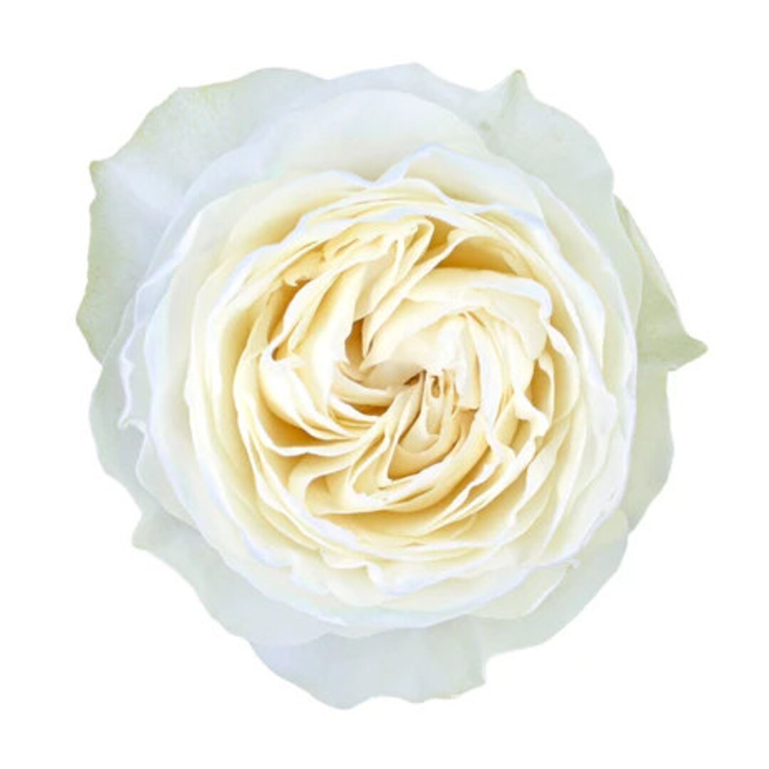 Rose “coldplay”酷玩ecuador Cut Rose Live Plant - Etsy | Etsy (US)