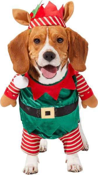 FRISCO Front Walking Elf Dog & Cat Costume, Medium - Chewy.com | Chewy.com