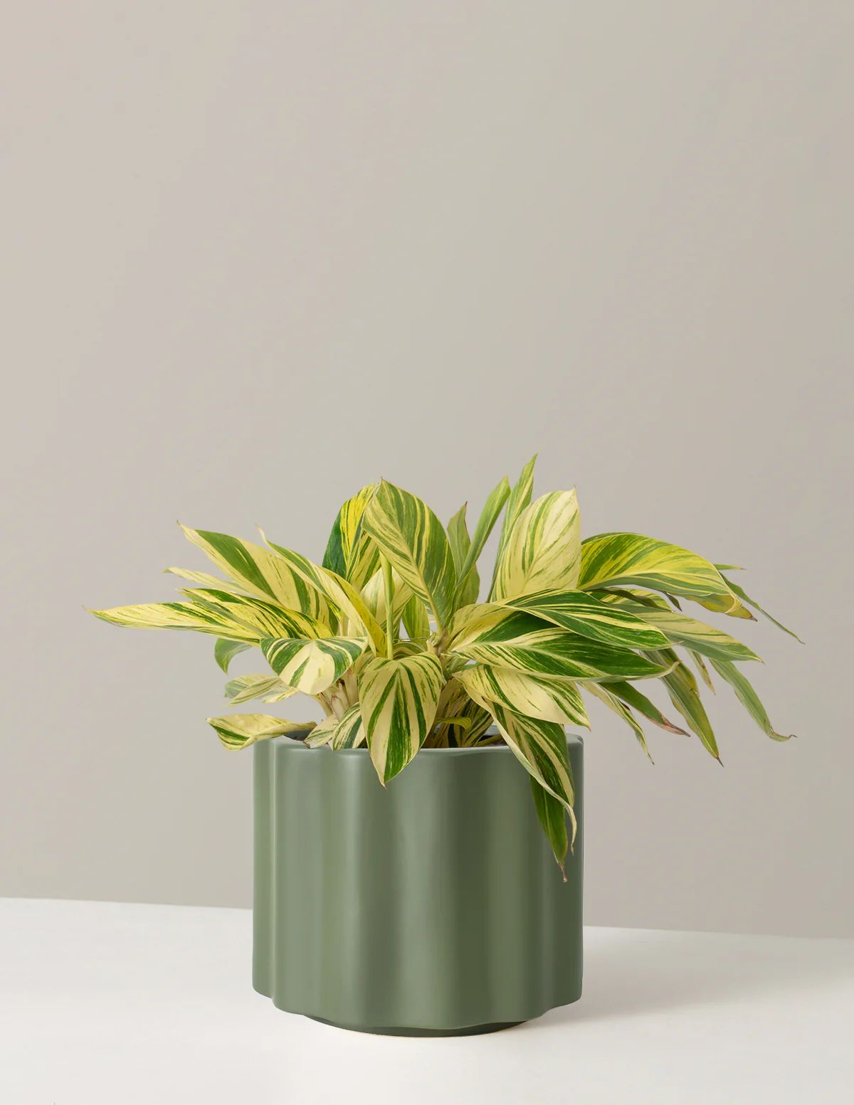 Large Variegated Ginger | The Sill