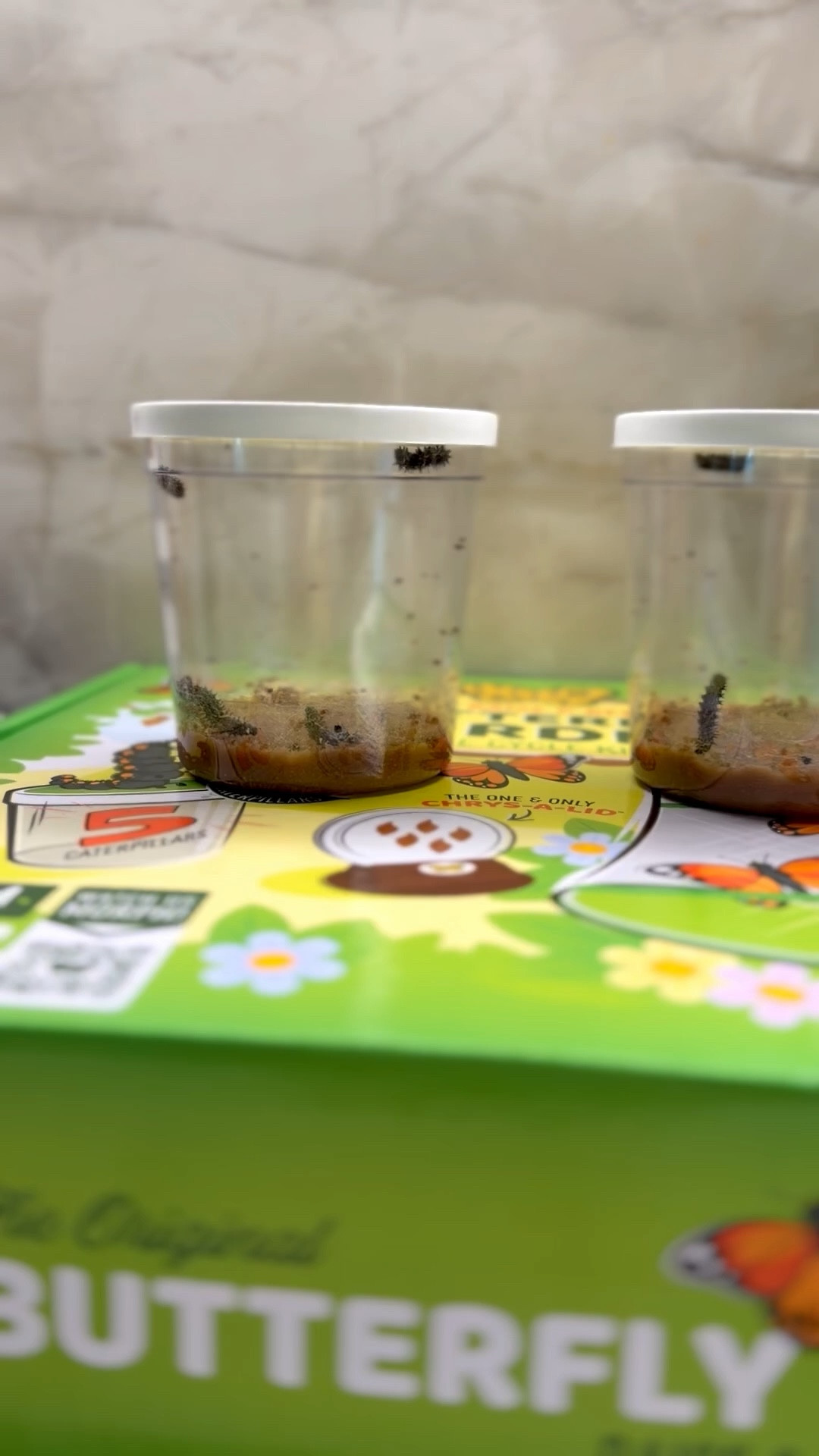 caterpillar STEM project- we do this catch release activity every spring and it’s so much fun with the kids ￼

#LTKKids #LTKmomlife #LTKHome