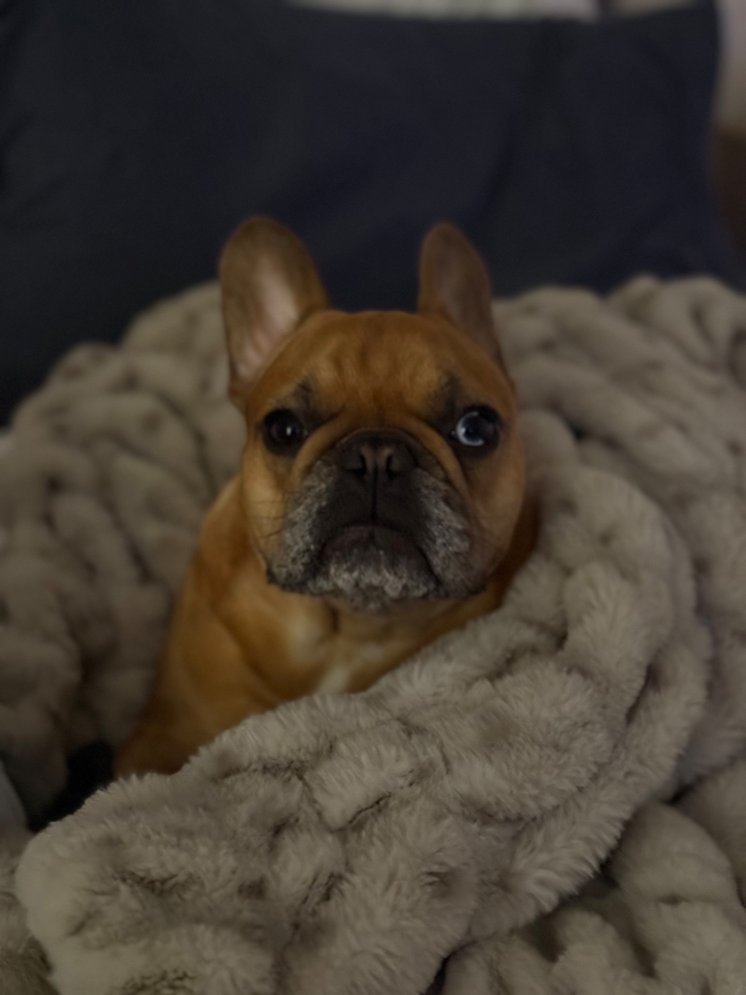 Bella all wrapped up in her Lola Blanket

#LTKdayinmylife #LTKHome