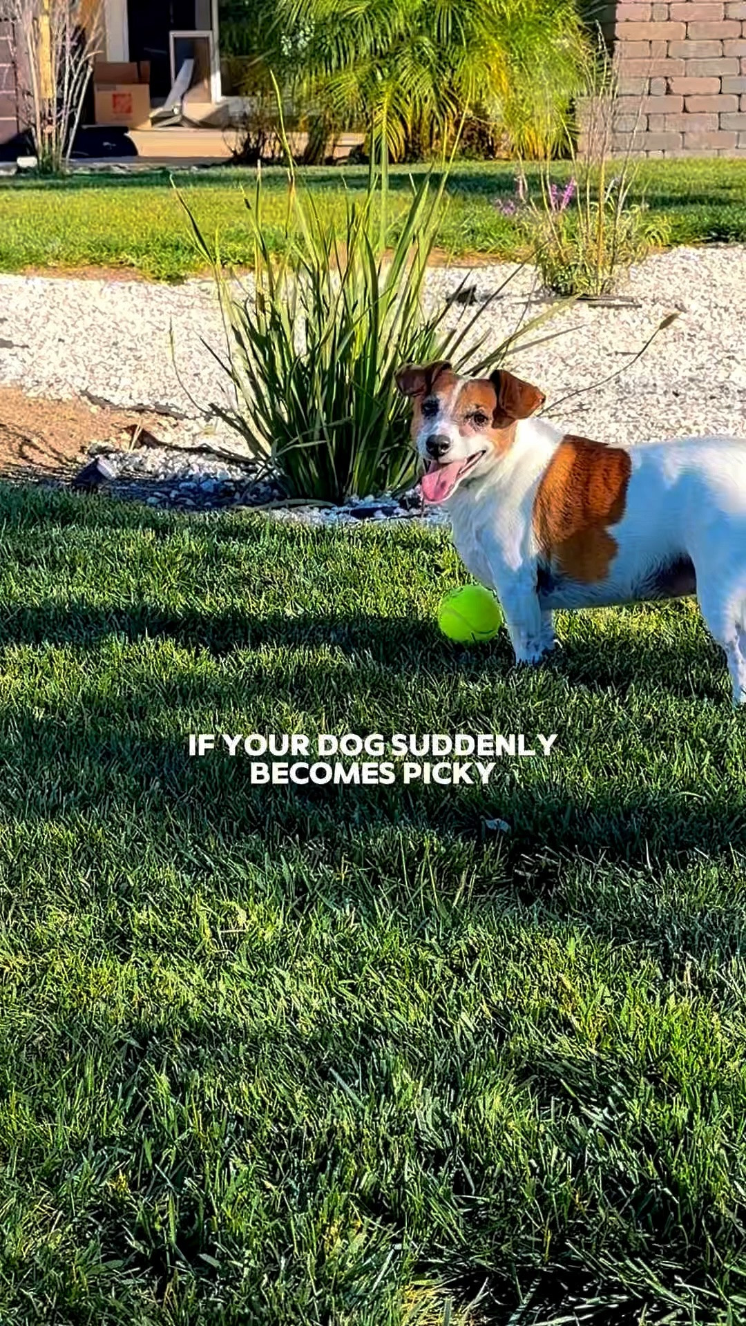 If your dog suddenly gets picky with food… sometimes it’s not attitude, it’s aging 🥺🐾

Penny’s missing several teeth now but she’s still trying to keep up with the younger dogs because slowing down is apparently not an option 😂 Adding this to her food has been such an easy win for us.

#dogsoftiktok #seniordog #dogmom #petsoftiktok #doglover #petwellness