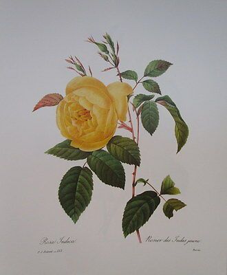 P.J. Redoute 122 Rosa Indica vintage print | eBay US