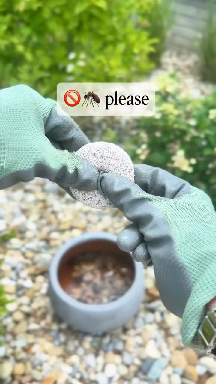 Easy mosquito hack for the backyard 🚫🦟

I added a mosquito dunk to a planter with water + leaves to create a simple DIY mosquito trap for the yard. The idea is that mosquitoes are attracted to the standing water, but the dunks help stop the larvae before they become adults that bite.

Such an easy, affordable way to help reduce mosquitoes for up to 30 days — especially around patios, pools, and outdoor spaces.

#LTKSeasonal #LTKHome #LTKSwim