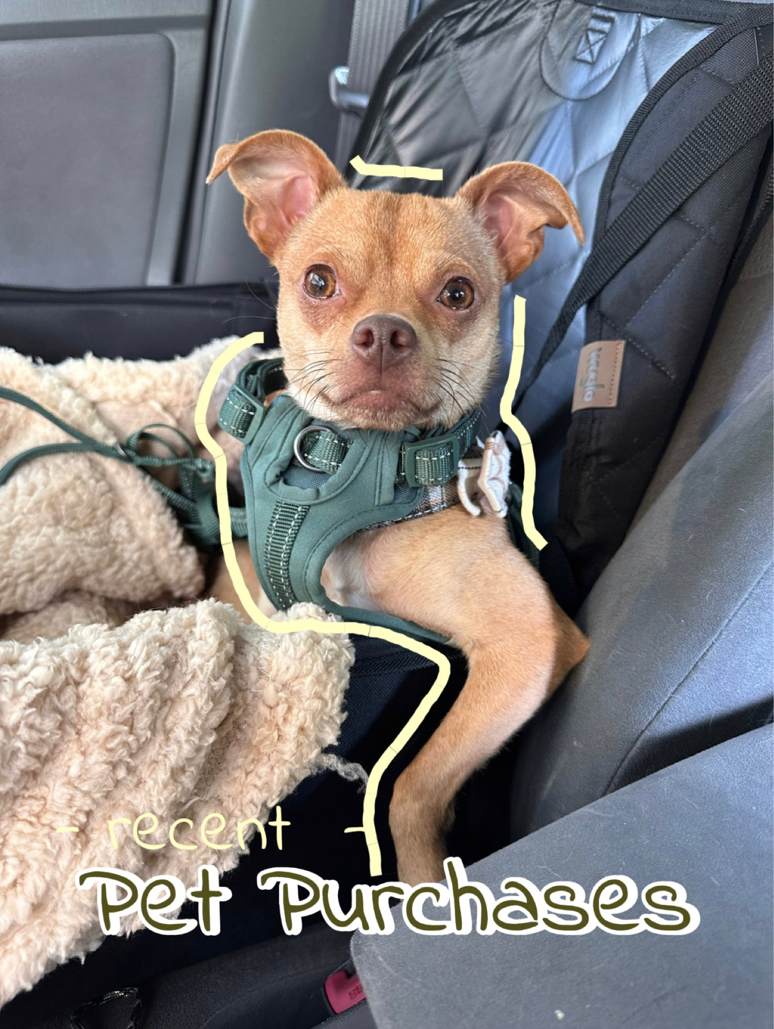 Recent purchased for our 20 animal household that we will be reordering again and again 

And please enjoy this photo or Crosby thinking he’s a big guy

#LTKhome #LTKfamily #LTKfindsunder100