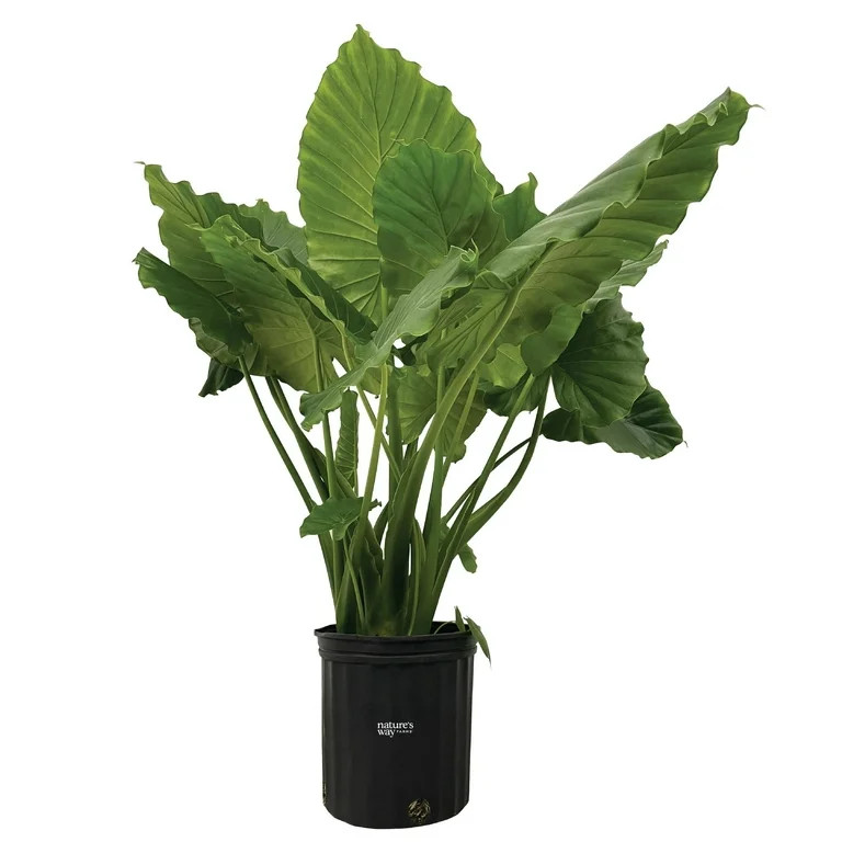 Nature's Way Farms Alocasia California Live Plant 25-30 in. Tall in Grower Pot | Walmart (US)