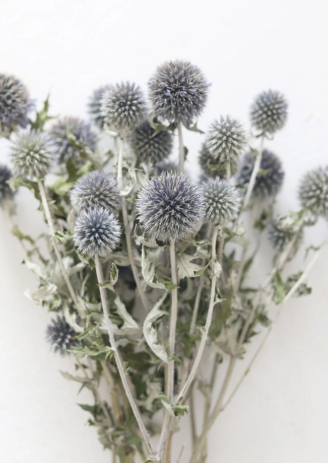 Blue Dried Echinops Globe Thistles - 16-22" Tall | Afloral (US)